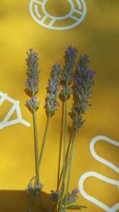 4fafabf1-e486-4de6-8f4b-c5063c0bbdb8